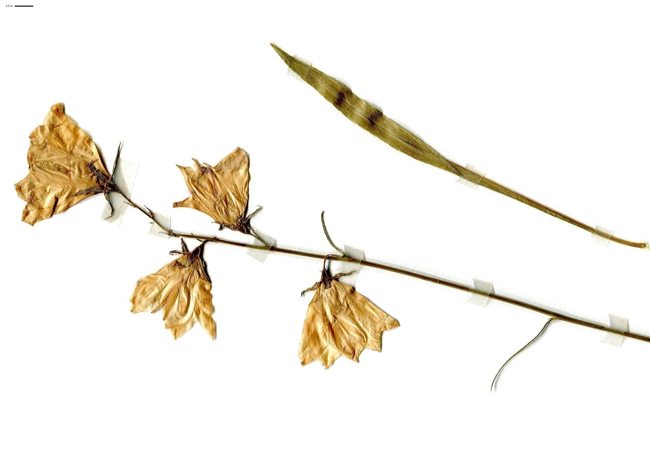 Campanula persicifolia (Campanulaceae)
